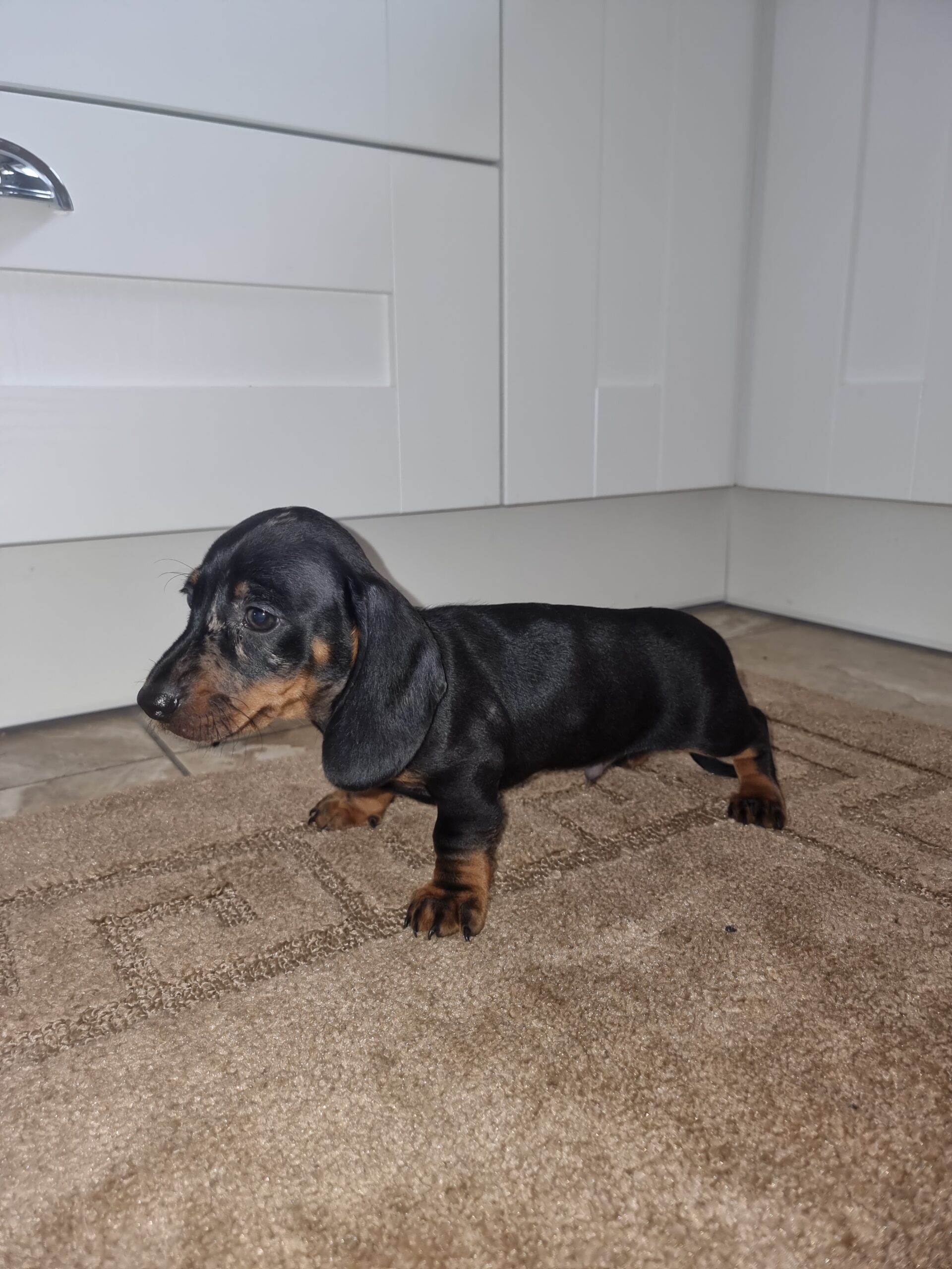 Miniature dachound Dogs For Sale Ireland