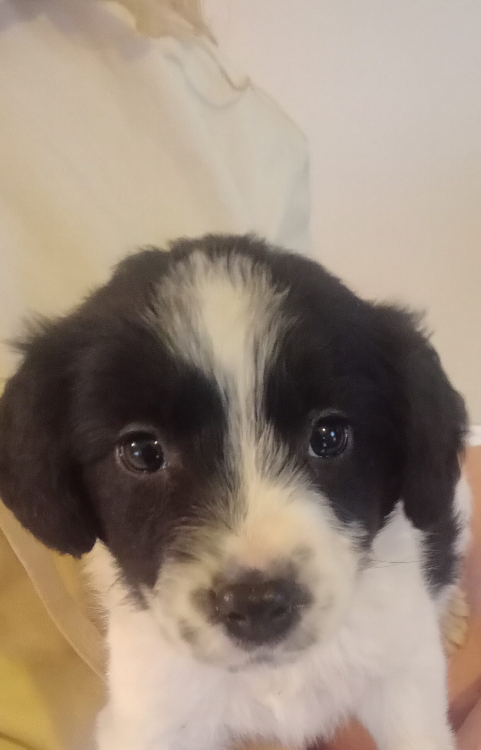 collie puppie for sale Dogs For Sale Ireland