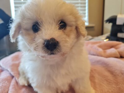 Bichon & Maltese Puppies for Sale in Kildare