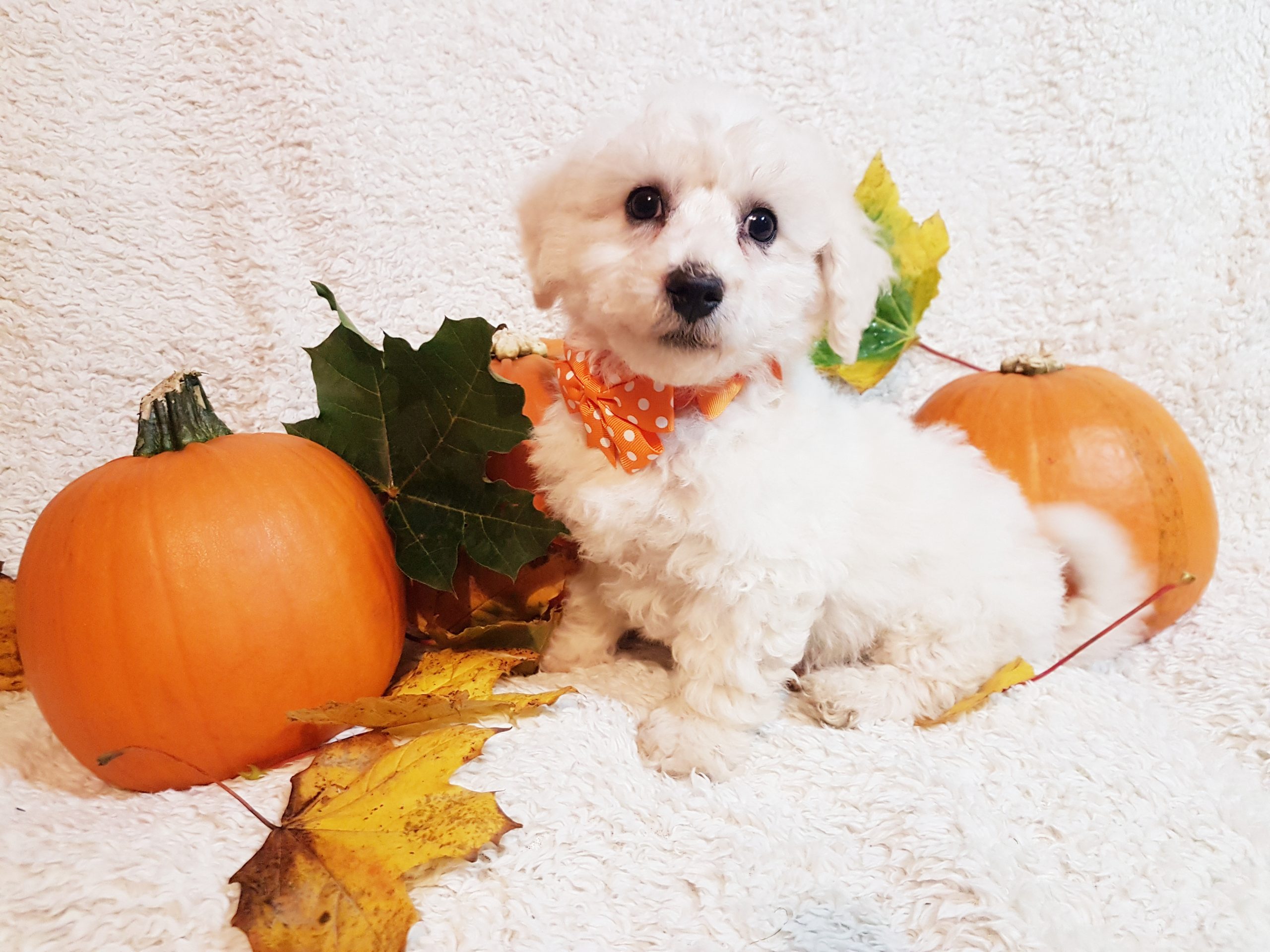 IRISH KENNEL CLUB REGISTERED BICHON FRISE Dogs For Sale Ireland