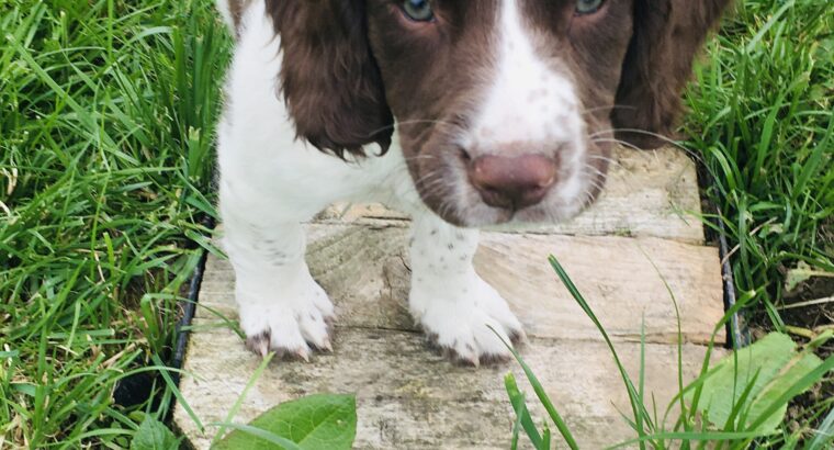 Springer spaniel puppies only 2 left
