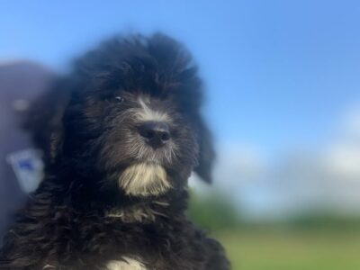 Golden Mountain Doodle in Cork