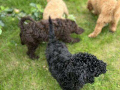 Poodle Puppies for Sale in Carlow – Hypoallergenic