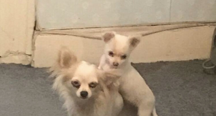 Chihuahua for sale