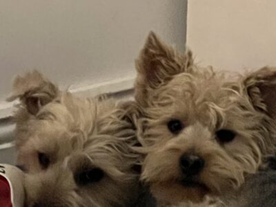 yorkshire terriers in v94 – affectionate brothers