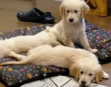 Golden Retriever Puppies for Sale in Galway