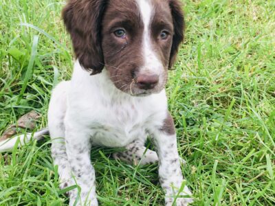 Springer Spaniel Puppies for Sale in Sligo