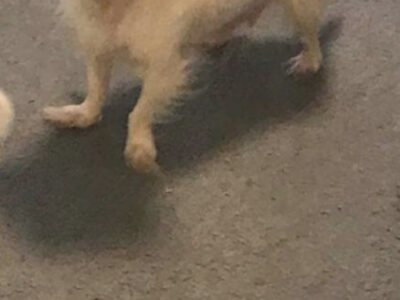 Chihuahua in Carrick on Suir – Friendly Pup