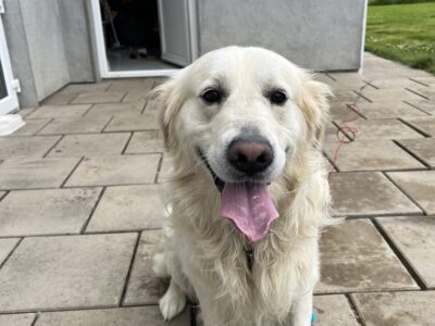 Golden Retriever in Navan – IKC Registered