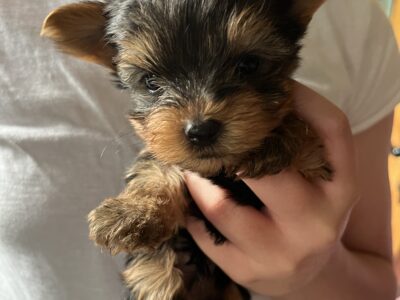 Yorkshire Terriers for Sale in Killorglin