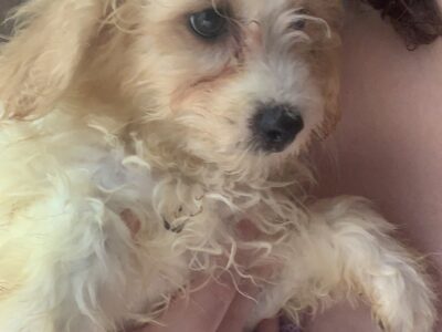 Cavachon Puppy for Sale in Kinsale – Friendly