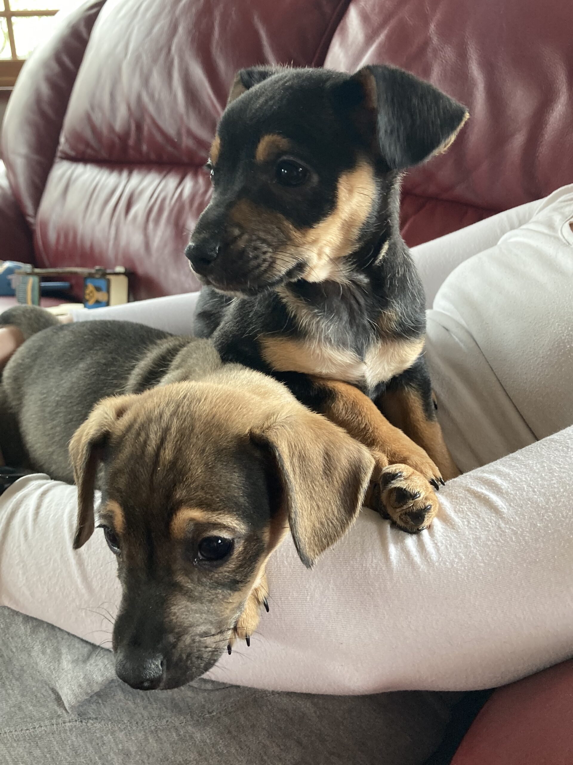 Jack Russell cross puppies for sale - Dogs For Sale Ireland