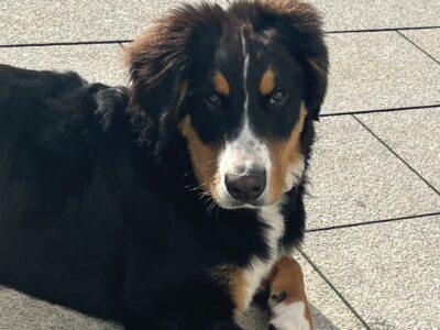 Bernese Mountain Dog in Co Dublin – IKC Registered