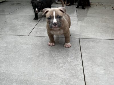 American Pocket Bullies for Sale in Bray