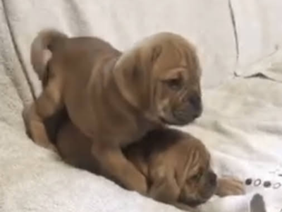 Puggle Puppies for Sale in Carlow – Friendly Fun