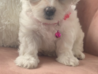 Maltese Puppies for Sale in Carndonagh – IKC
