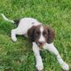 Springer spaniel puppies only 2 left