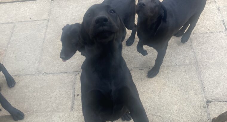 Labrador pups for sale