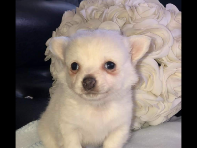 Miniature Pomeranians for sale in Charleville