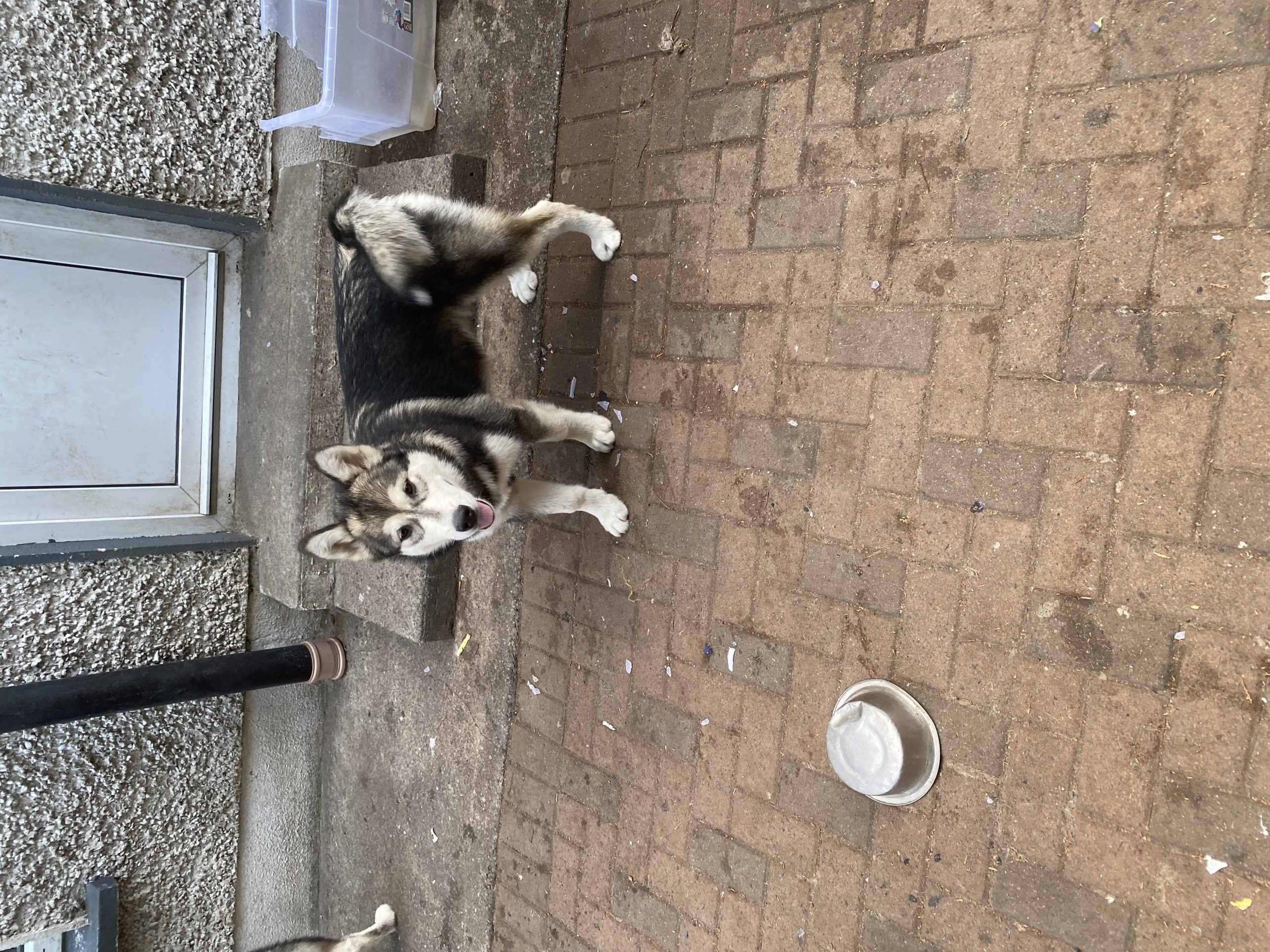 Alaskan malamute Dogs For Sale Ireland