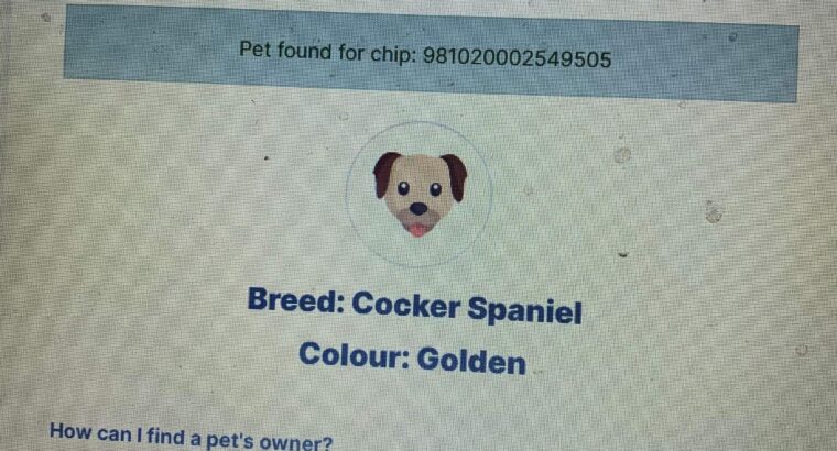 golden cocker spaniel