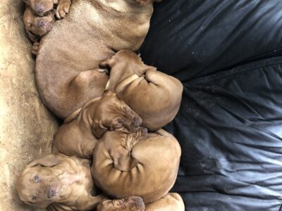 Vizsla Puppies for Sale in Dunmore – Home Reared
