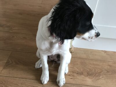 Cavalier King Charles Spaniel in Shannon