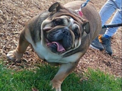 British Bulldog Puppy for Sale in Tullamore