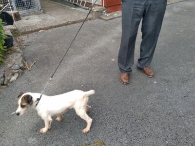 Parson Russell Puppies for Sale in Rosegreen