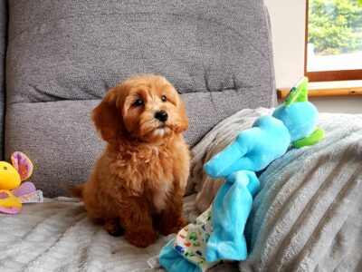 Cavapoo Puppies for Sale in Wexford – Playful