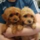 Beautiful cavapoo puppies