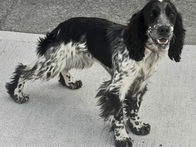 Blue Roan Cocker Spaniel in Tuam