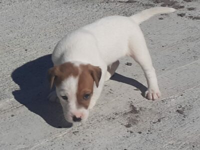 Parson Russell Terrier Pup for Sale in Tuam