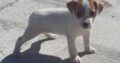 Parson Russell Terrier Pup