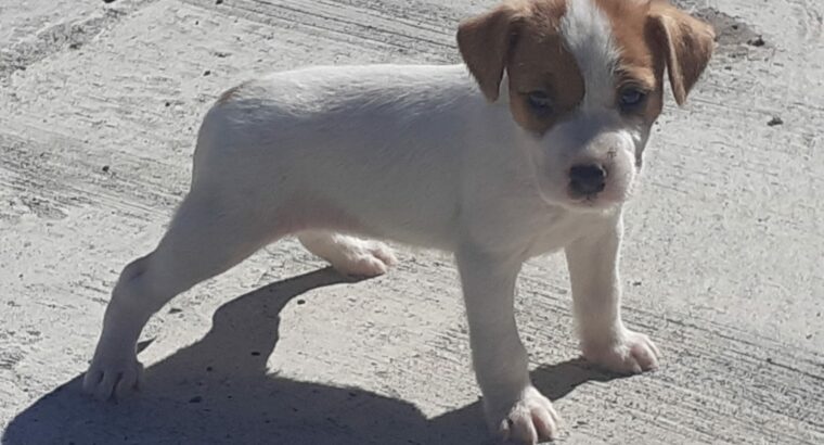 Parson Russell Terrier Pup