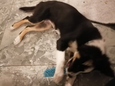 Playful Border Collie Pup in Dublin