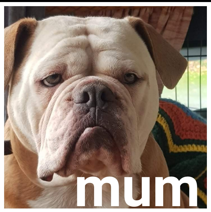 Olde Tyme English Bulldogge puppies Dogs For Sale Ireland