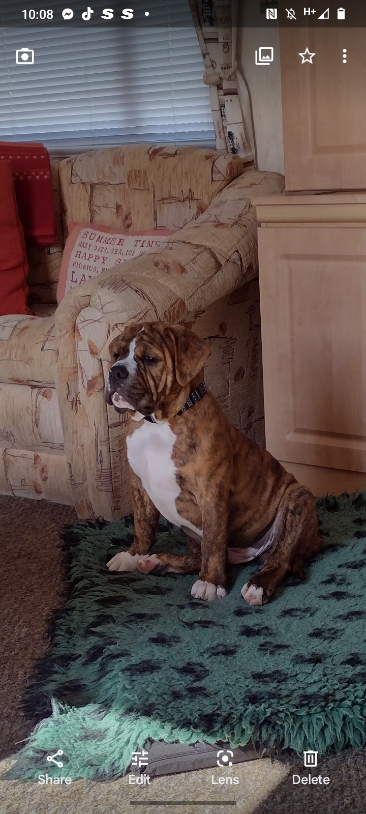 Olde Tyme English Bulldogge puppies Dogs For Sale Ireland