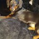 Miniature Dachshund