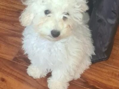Toy Poodle Puppies for Sale in Enniscorthy