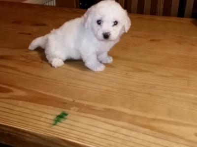 Bichon Frise Puppies for Sale in Kilrush