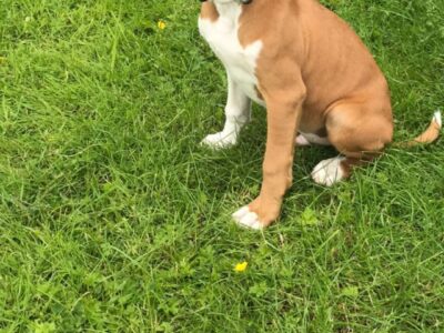 Boxer Puppies for Sale in Newross – IKC Registered