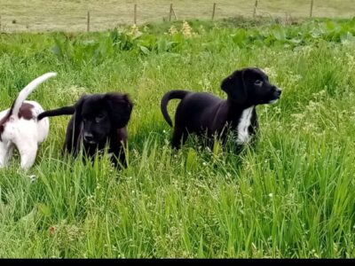 Springer Spaniel Puppies for Sale in Killarney
