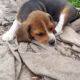 Pure bred foot beagle pups