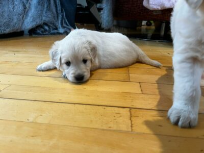 Golden Retriever Puppies for Sale in Castletownbere