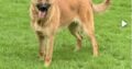 Beautiful Belgian Shepherd pup for sale