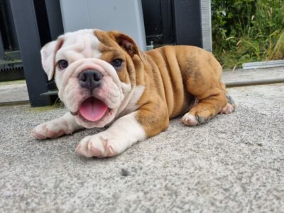 English Bulldog Puppies in Castlerea