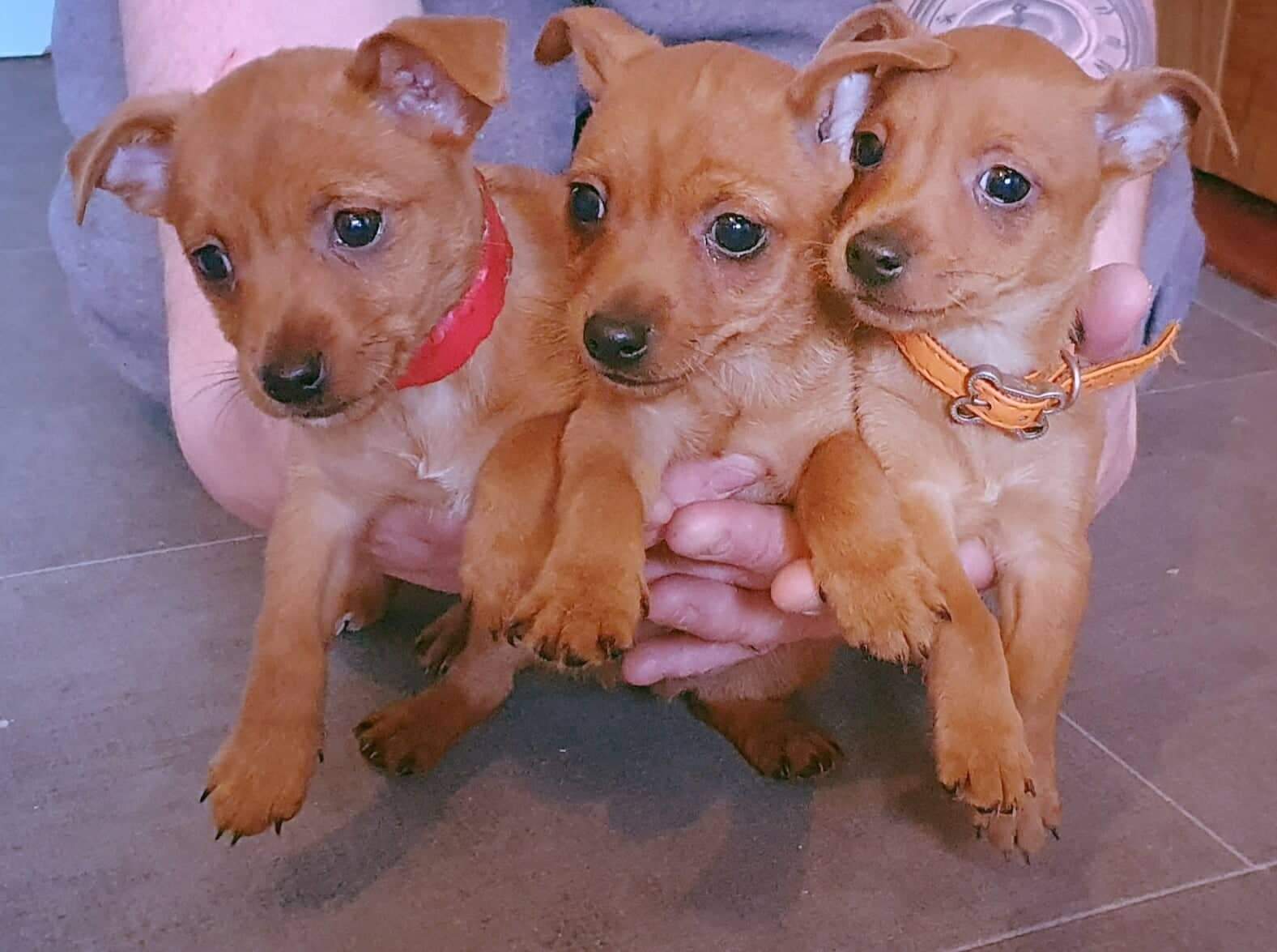 Pintzu mix puppies Dogs For Sale Ireland