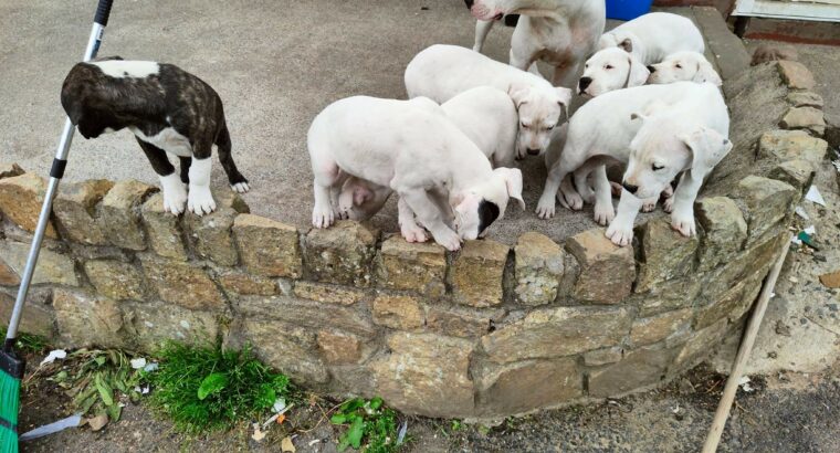 Dogo Argentino and dogo Argentino x pups for sale