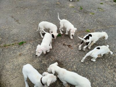 Dogo Argentino Puppies for Sale in Shannon